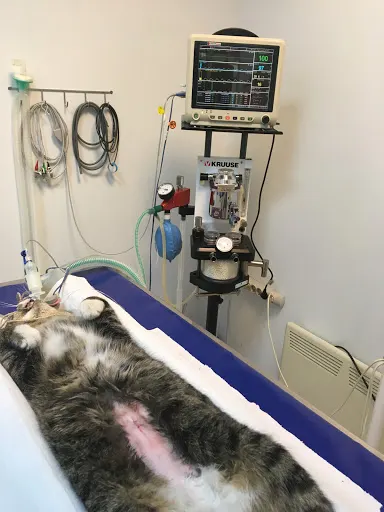 Przychodnia Weterynaryjna Animals lek. wet. Kamila Majewska